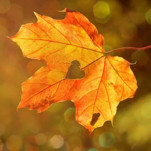 Ορφανίδου Μαρία