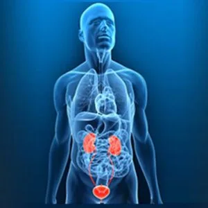 Σηφάκης Γεώργιος