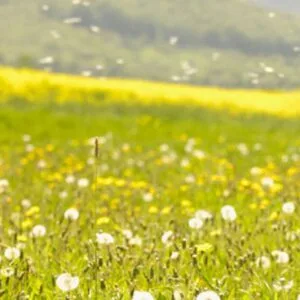 Τσιργιάννης Παναγιώτης