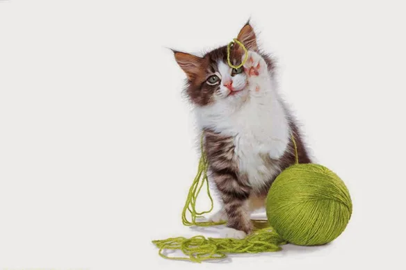 Γάτες και κορωνοϊός